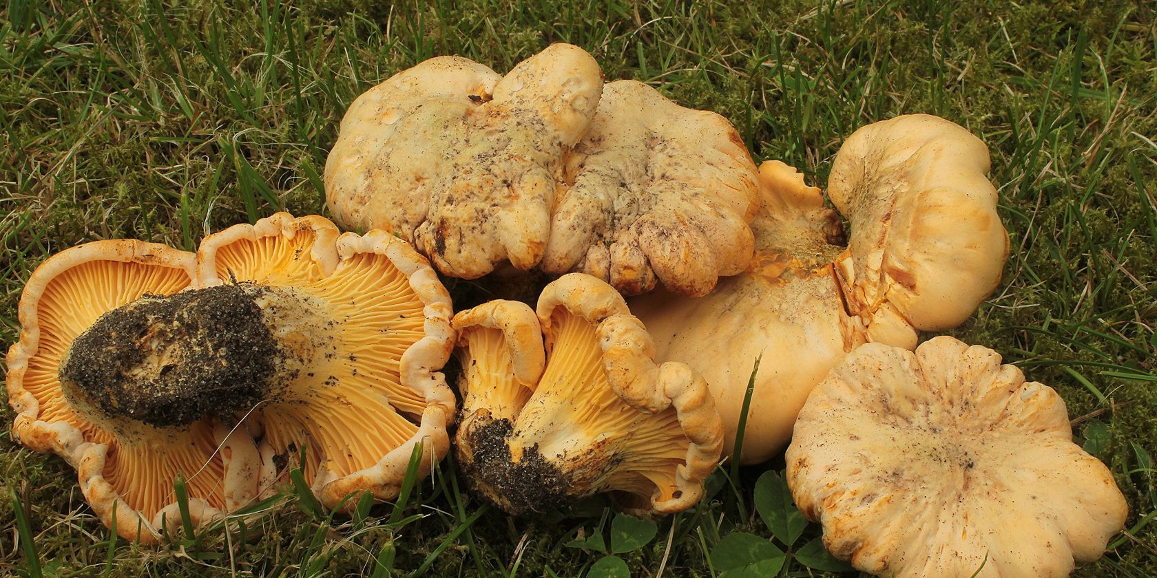 cantharellus-cibarius_pfifferling_albers_geschaerft, © Schneverdingen Touristik