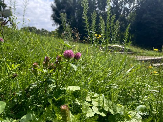 Wildkräuter Rotklee, © BA-Mitte