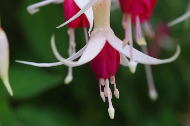 Fuchsie, © Helge Masch