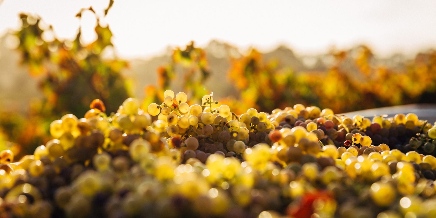 blur-1853317_1920 pixabay, &copy; pixabay.com