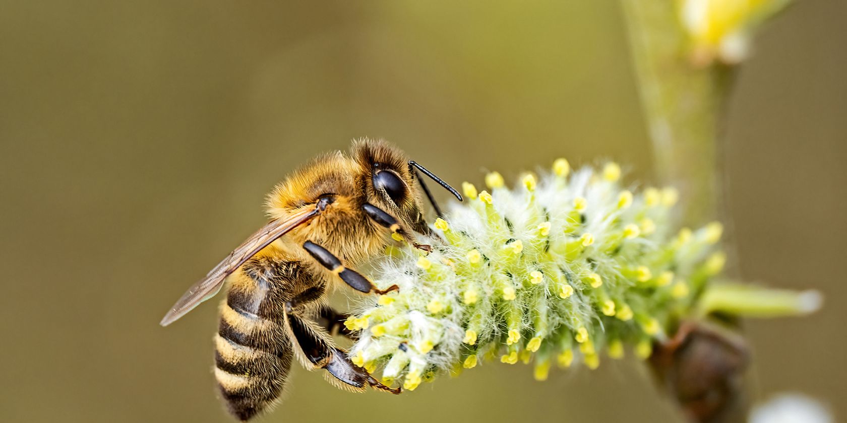 Honigbiene-auf-Weide, &copy; Hermann Timmann
