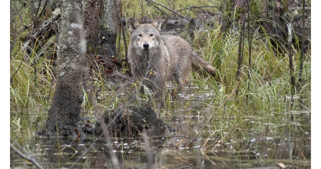 WOLF, © Cees van Kempen
