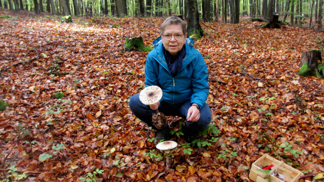 Auf die Pilze-fertig-los! - Tagesseminar, &copy; Ulrike &Ouml;hler
