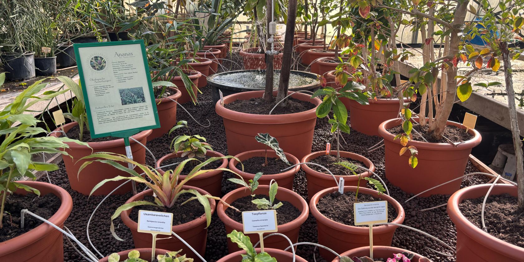 Florale Geschichten, &copy; Helge Masch