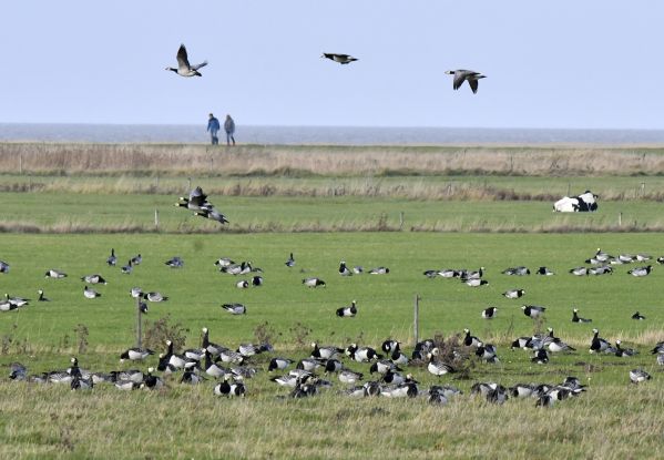 Vogelführung in Dorum-Neufeld, © B. Ulich