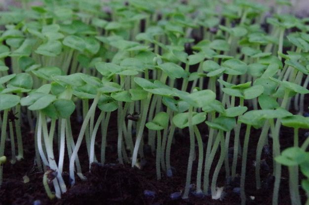 S&auml;mlinge, &copy; Helge Masch