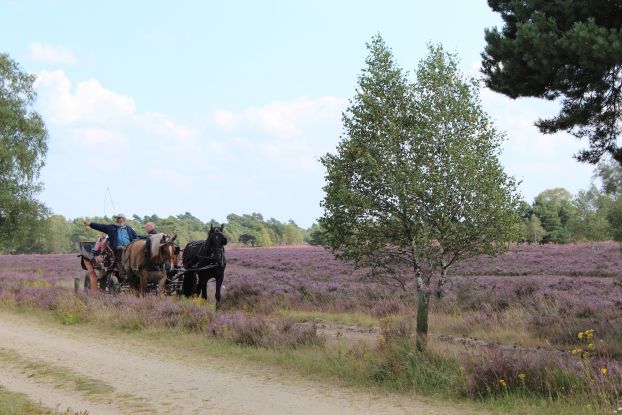 kutschfahrt-in-der-heide-2014-jg-1_8, © Schneverdingen Touristik