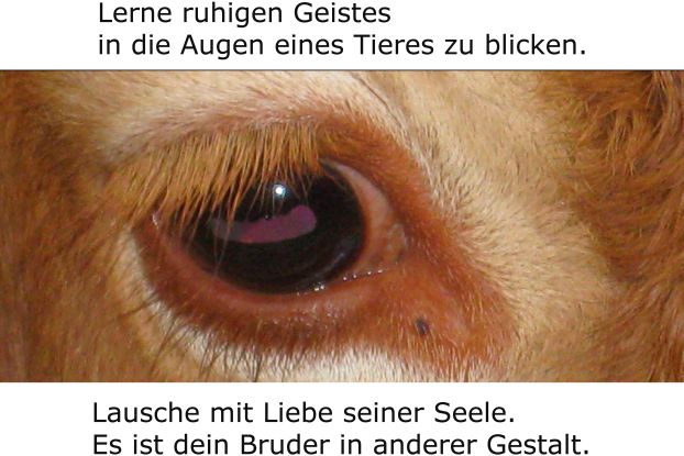 25-10-30 Verein Tierrechte e.V. ©Verein Tierrechte e.V., © Verein Tierrechte e.V.