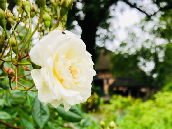 Rosenblüte im Gerda-Nissen-Garten, © G. Behrens-Esche