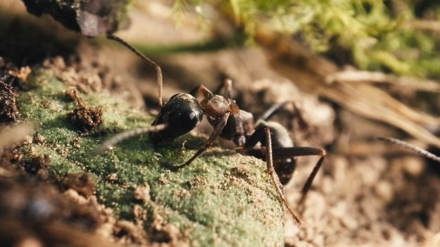 The Realm of Ants, © Lucas Allain und Nicolas Goudeau-Monvois
