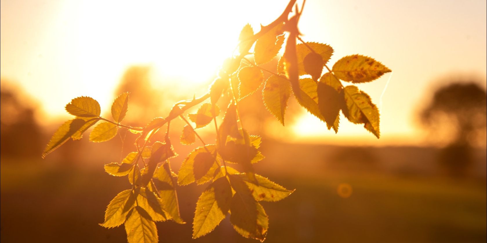 Rosenzweig im Sonnenlicht, &copy; Karen Diehn