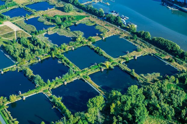 Vom Wasserwerk zum Naturraum. Flora-und-Fauna-F&uuml;hrung auf Kaltehofe, &copy; Martin Elsen www.nord-luftbilder.de