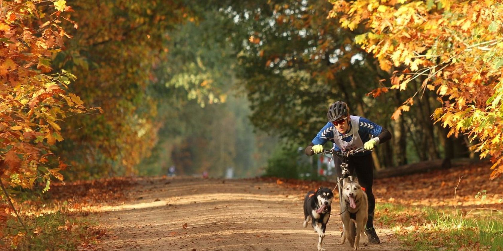 Schlittenhunderennen »Silberbergtrail« in der Wingst, © Adadriaans, pixabay.com