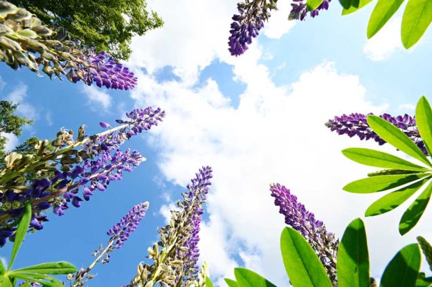 Lupinen, &copy; Detlev Sarau / DESAfotoart