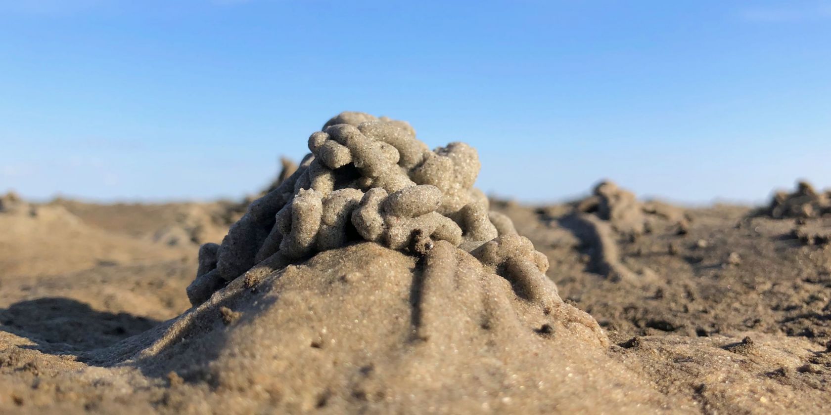 Führung: Wattwanderung vor dem Meldorfer Speicherkoog, © Schutzstation Wattenmeer e.V.