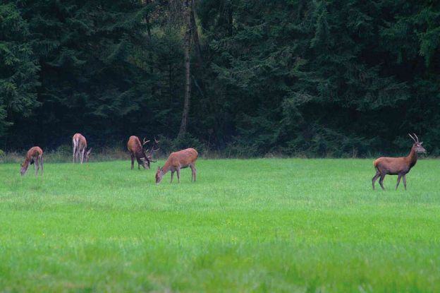 Rotwild beim Traumzeithof, © Traumzeithof Jürgen Reimer