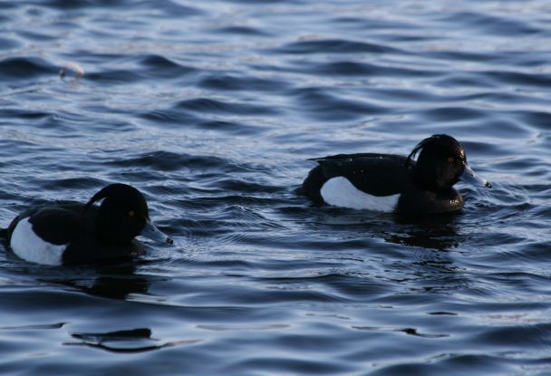 Naturpark-Tour: Rastende Wasservögel und trommelnde Spechte am Schaalsee, © Nora Wuttke