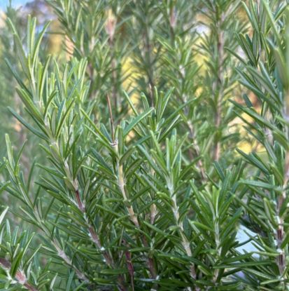 Destillations-Workshops - Workshop: Rosmarin-Destillation, Quelle: Reservix