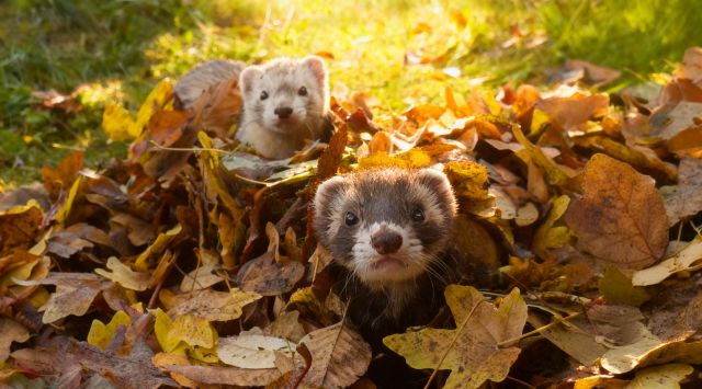 Herbstwochen im Wingster Waldzoo, © Tourismus GmbH Wingst
