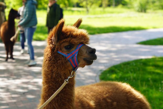 Alpaka im Park - Ostertour, Quelle: Reservix