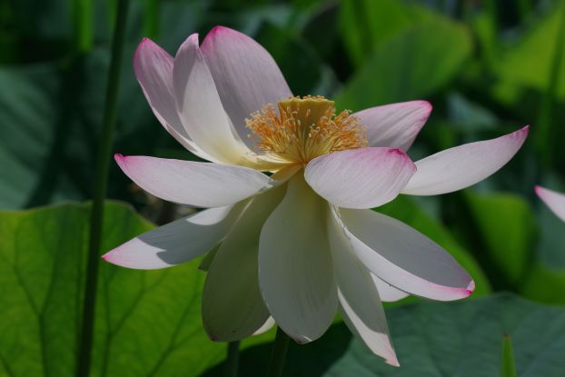 Lotosblüte, © helgemasch.de
