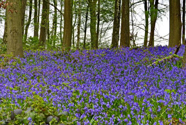 wald-22-04-16-hasenglckchen, © Naturpark Aukrug