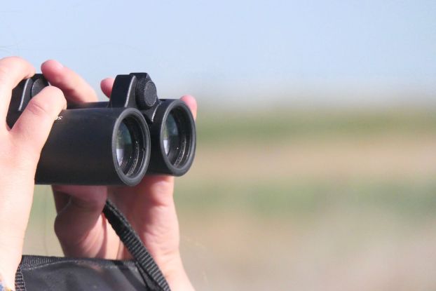 F&uuml;hrung: Die Vogelwelt im Meldorfer Speicherkoog, &copy; Schutzstation Wattenmeer e. V.