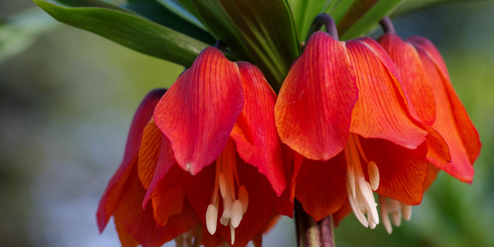 Kaiserkrone, &copy; Helge Masch