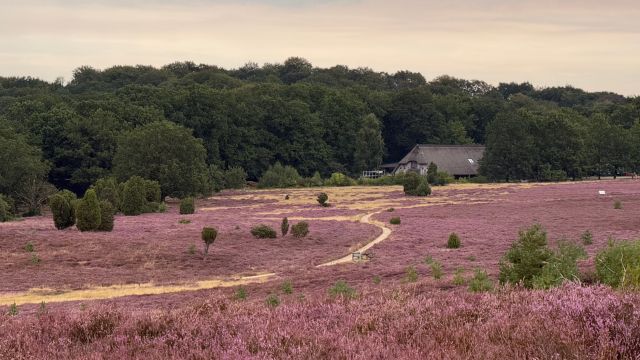 Naturpark-Erlebniswochen: Gef&uuml;hrte E-Bike-Tour - Mit dem Naturw&auml;chter durch das Naturschutzgebiet L&uuml;neburger Heide, &copy; Bispingen Touristik