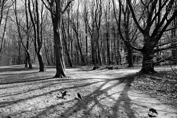25-10-12 forest-3959136_640 ©pixabay, © pixabay