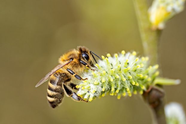 Honigbiene-auf-Weide, &copy; Hermann Timmann