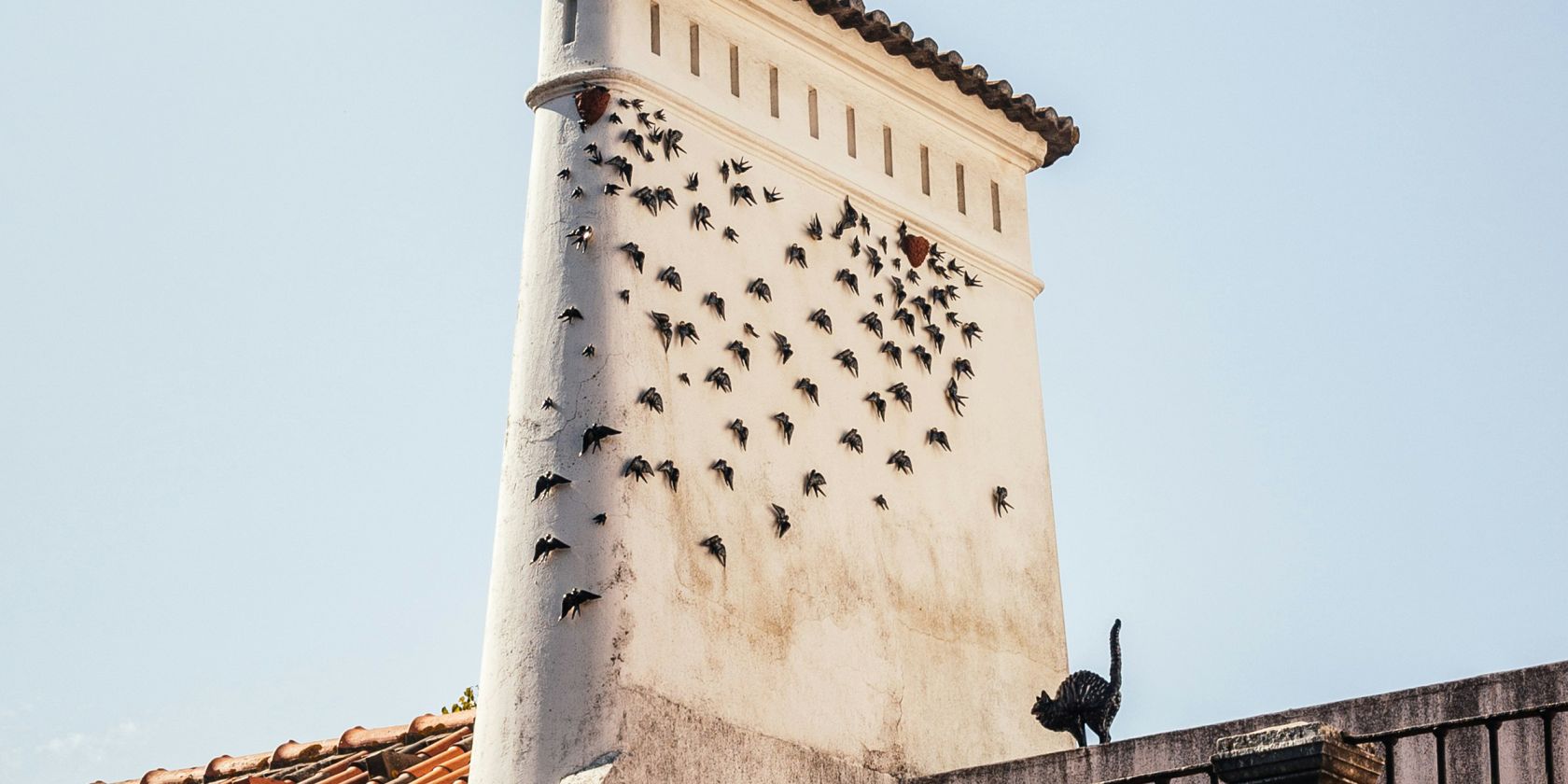Drosseln, &copy; Dario Gomes