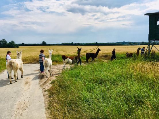 Lama-Spaziergang, &copy; Silke Christensen