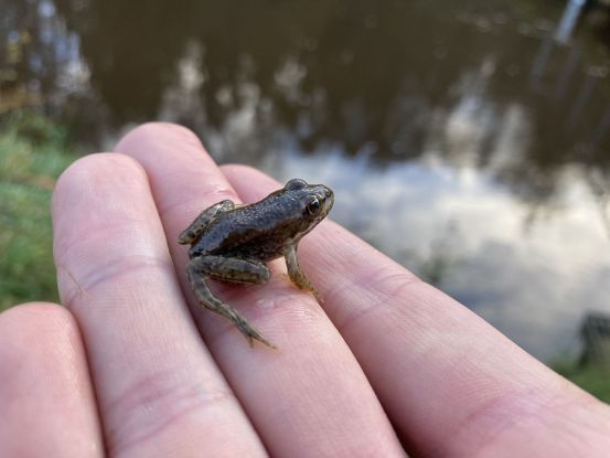Froschkonzert, &copy; Friedhelm Petzke