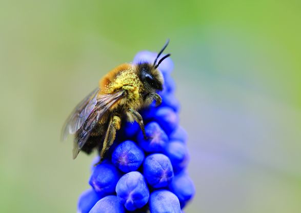 Wildbienenspaziergang, © Frederik Rothe