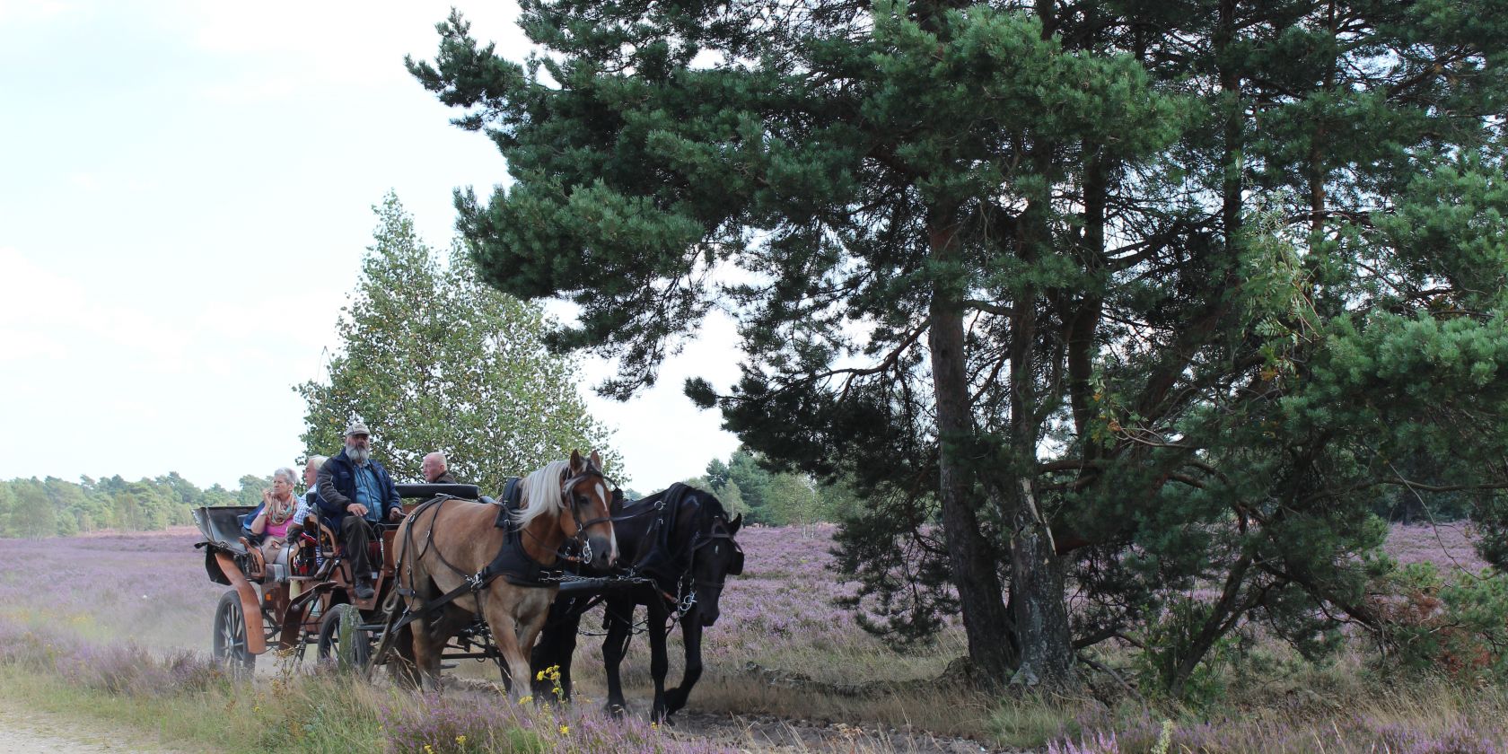 kutschfahrt-in-der-heide-2014-jg-2_1, © Schneverdingen Touristik