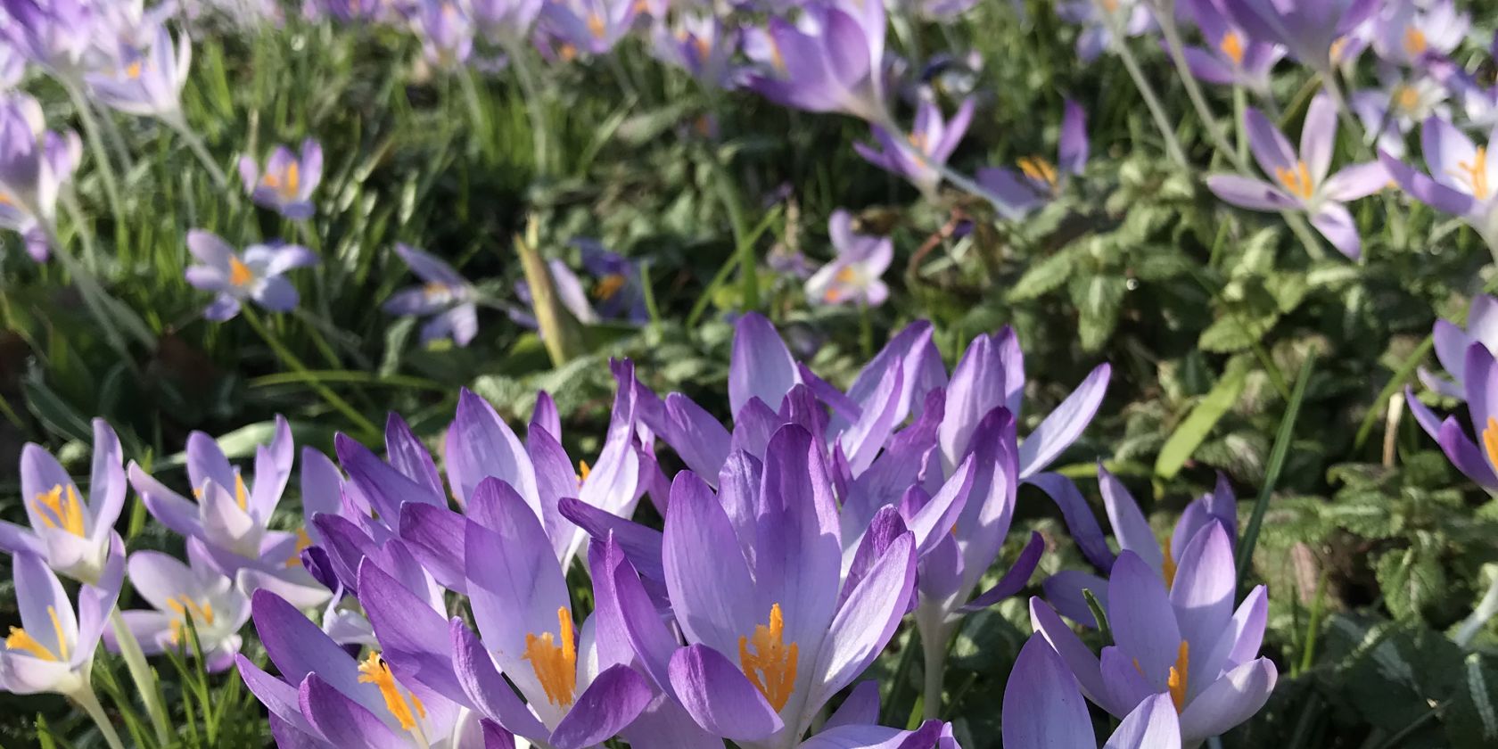 krokus, &copy; Sabine Bruhnke