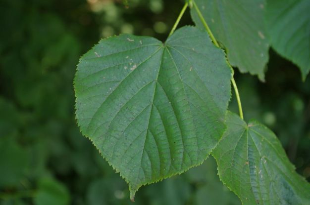 Das Blatt einer Linde, © Helge Masch