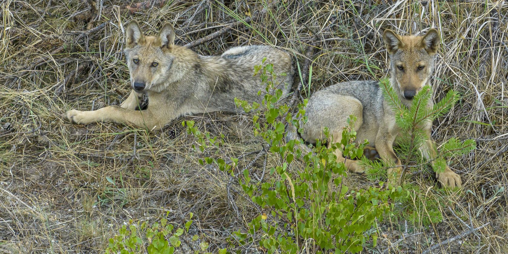 Geheime Welt der Tiere - Unter W&ouml;lfen, &copy; Axel Gebauer