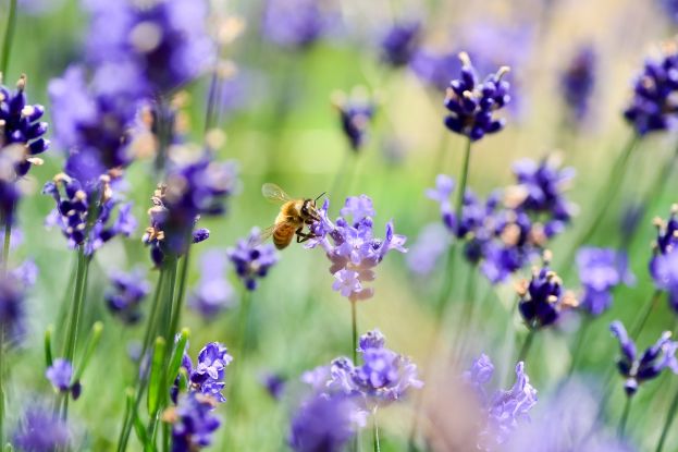 Blumen, © shell_ghostcage, pixabay.com;