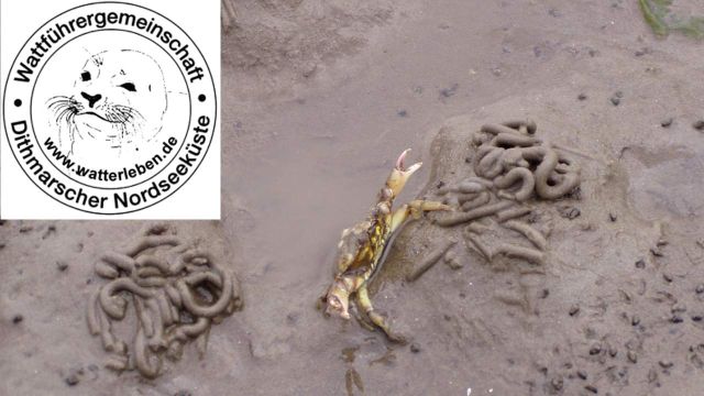 Wattwanderung "3- Priele" + Gr&uuml;nkohlessen, &copy; Jens Uwe Blender