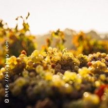 Weinseminar Grundlagen 1 - Einsteiger, &copy; links im Bild