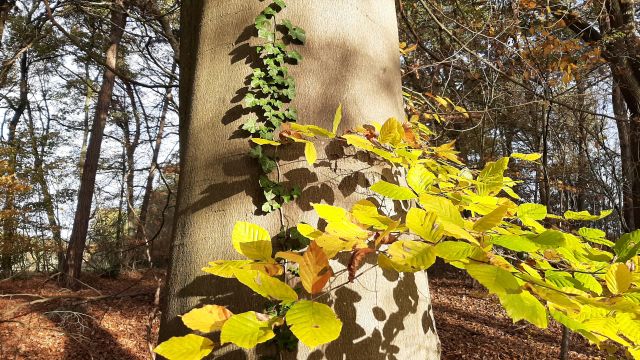 Herbstwald_gehstein, © gehstein