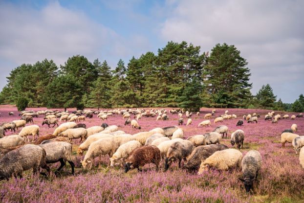 hermannsburg_misselhorner-heide-heidschnucken_ccbysa_martiem_2021_05, © Lüneburger Heide GmbH/ Markus Tiemann