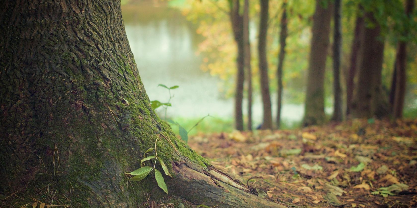 tree-569275_1920, © Image by DaveMeier from Pixabay