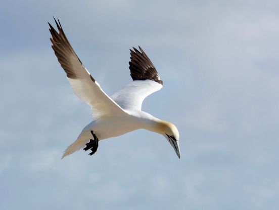 Basst&ouml;lpel - Nordseeinsel Helgoland
