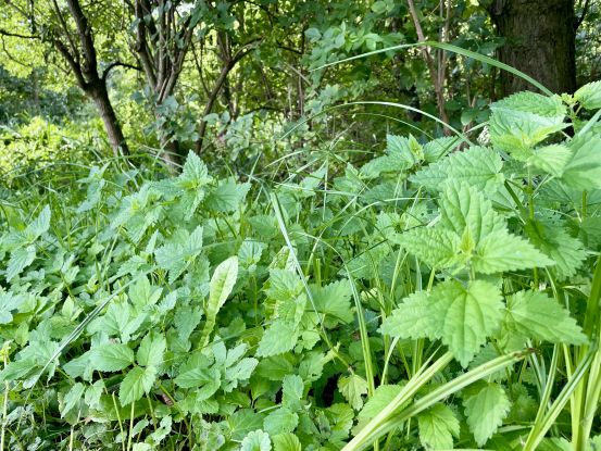 Wildkr&auml;uter Brennnessel, &copy; Bezirksamt Mitte