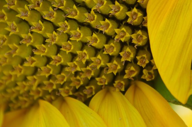 Sonnenblume, © HELGE MASCH .DE