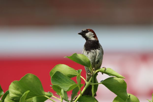Der Spatz braucht deine Hilfe, © Simon Hinrichs