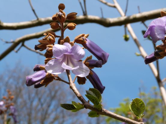 Chinesischer Blauglockenbaum, &copy; Harald Vieth